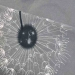 Pościel bawełniana 140x200 Dandelion szara w białe i czarne dmuchawce, Cottonlove